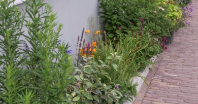 Jardin de façade : vert, convivial et résistant au climat