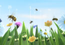 En ne tondant pas votre gazon en mai, vous fournissez à de nombreuses abeilles et papillons des sources de nourriture cruciales. C’est pourquoi Le Vif lance le coup d’envoi de la troisième édition de l’opération “En mai, tonte à l’arrêt”.