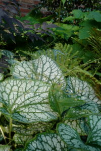 Brunnera macrophylla ‘Sea Heart’, le myosotis du Caucase a aussi de jolies feuilles