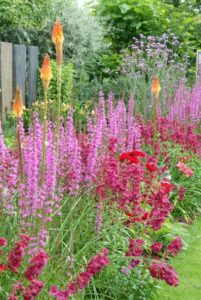 Verbena, Lythrum, Penstemon