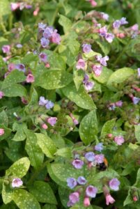 Pulmonaria saccharata