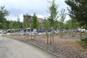 Liège et son plan Canopée : L’arbre au centre de la stratégie d’adaptation du territoire face au changement climatique