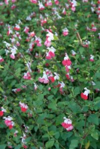 Les 10 meilleures plantes vivaces pour les sols secs : Salvia 'Hot Lips'