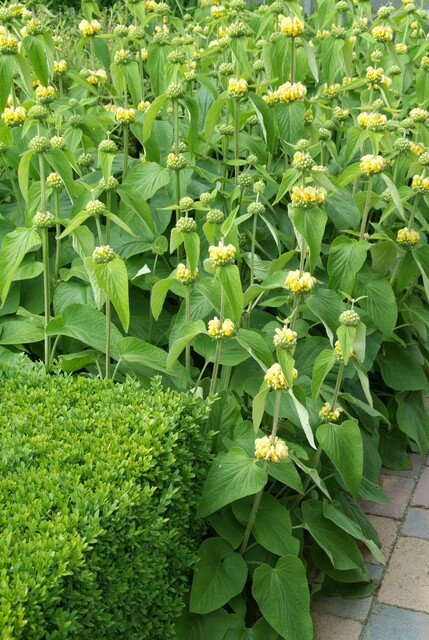 Les 10 meilleures plantes vivaces pour les sols secs : Phlomis russelliana