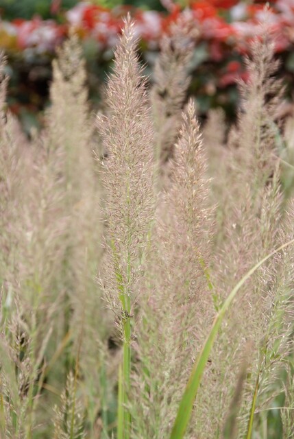 Les 10 meilleures plantes vivaces pour les sols secs : Calamagrostis