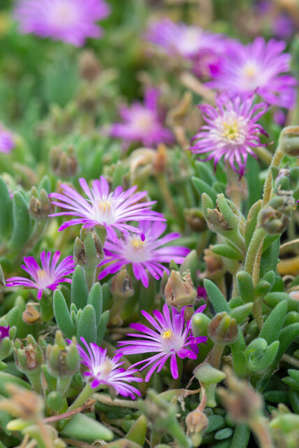 Les 10 meilleures plantes vivaces pour les sols secs : Delosperma