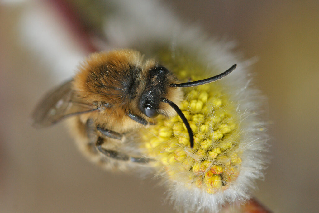 La gestion des espaces verts dans les zones urbaines : un rôle crucial dans la survie des bourdons et des abeilles solitaires.