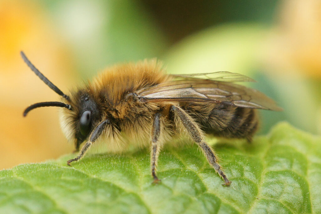 La gestion des espaces verts dans les zones urbaines : un rôle crucial dans la survie des bourdons et des abeilles solitaires.