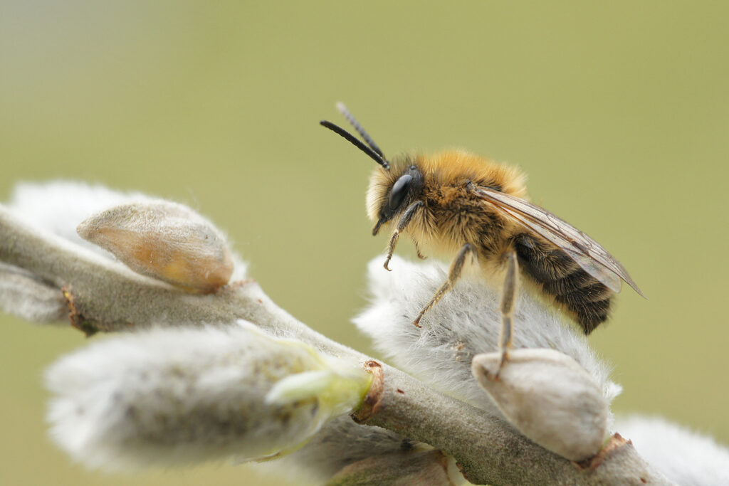 La gestion des espaces verts dans les zones urbaines : un rôle crucial dans la survie des bourdons et des abeilles solitaires.