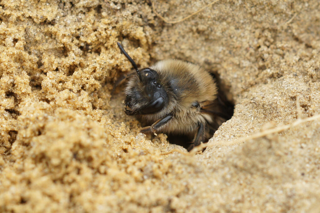 La gestion des espaces verts dans les zones urbaines : un rôle crucial dans la survie des bourdons et des abeilles solitaires.