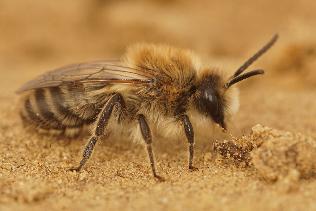 La gestion des espaces verts dans les zones urbaines : un rôle crucial dans la survie des bourdons et des abeilles solitaires.