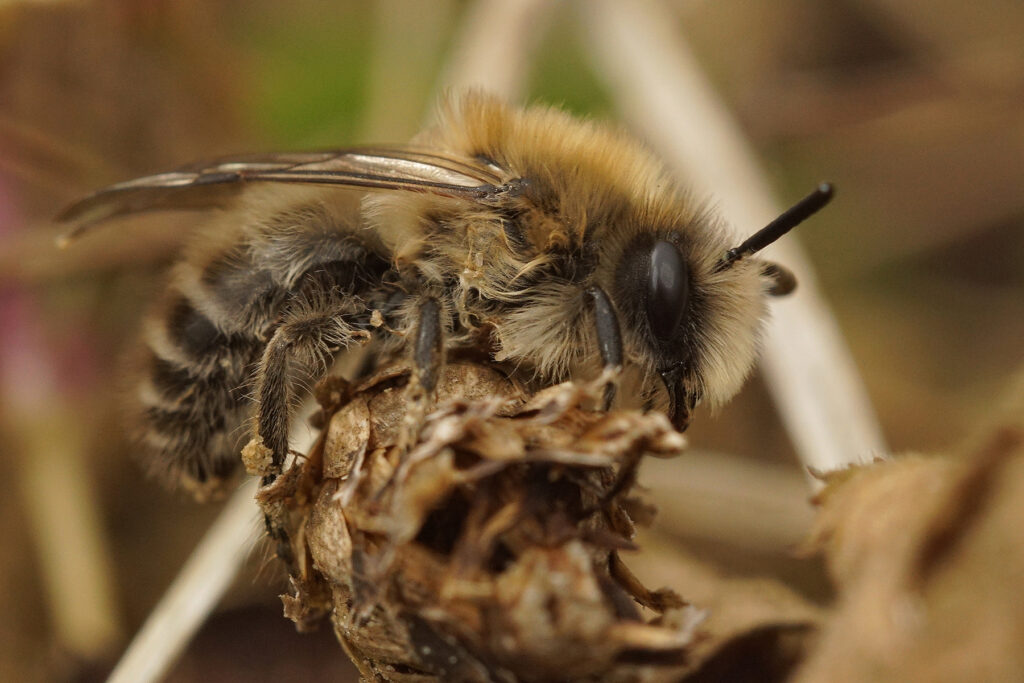 La gestion des espaces verts dans les zones urbaines : un rôle crucial dans la survie des bourdons et des abeilles solitaires.