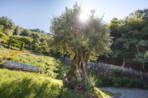 A la découverte des jardins du château de Trauttmansdorff