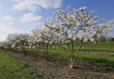 Pépinière Joos : arbres multi-troncs et solitaires pour projets publics et jardins privés