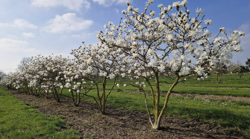 Pépinière Joos : arbres multi-troncs et solitaires pour projets publics et jardins privés