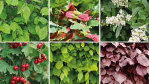 Profitez de 15 % de réduction sur les plants de haie chez Peters Belgian Outdoor Plants !