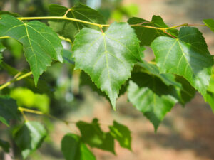 Tilia mongolica 'Buda'