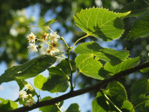 Tilia mongolica 'Buda'