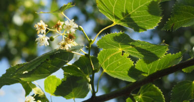 Tilia mongolica 'Buda'