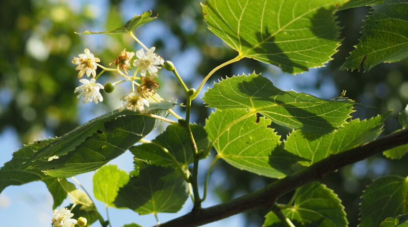 Tilia mongolica 'Buda'