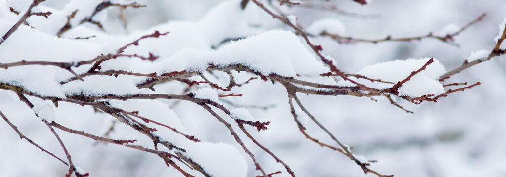 Que signifie “des automnes chauds et des hivers froids” pour vos plantes de jardin ?