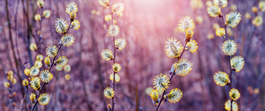 Que signifie “des automnes chauds et des hivers froids” pour vos plantes de jardin ?