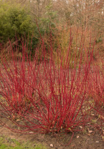 Que signifie “des automnes chauds et des hivers froids” pour vos plantes de jardin ?