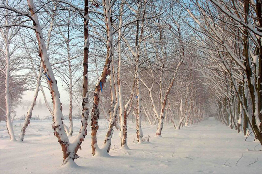 Ebben trees - Betula nigra