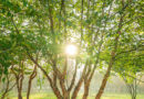 Ebben trees - Betula nigra