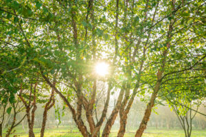 Ebben trees - Betula nigra