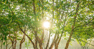 Ebben trees - Betula nigra