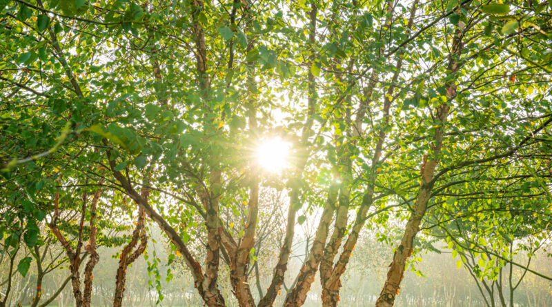 Ebben trees - Betula nigra