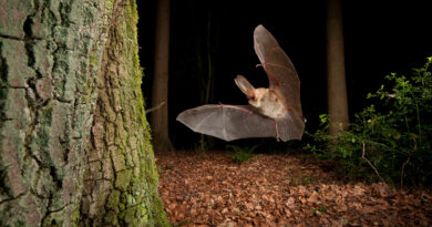 Effets de l'éclairage nocturne sur la faune