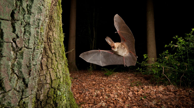 Effets de l'éclairage nocturne sur la faune